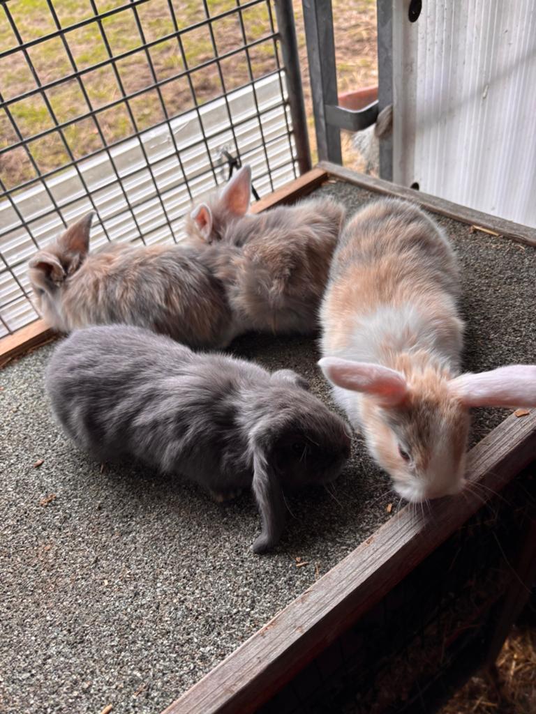 Hangoortjes, Dieren en Toebehoren, Knaagdieren, April, Meerdere dieren, Overige typen, Tam