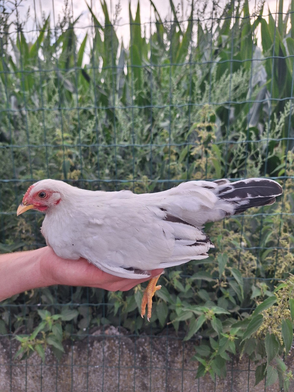 chabo hen, Dieren en Toebehoren, Vrouwelijk, Kip