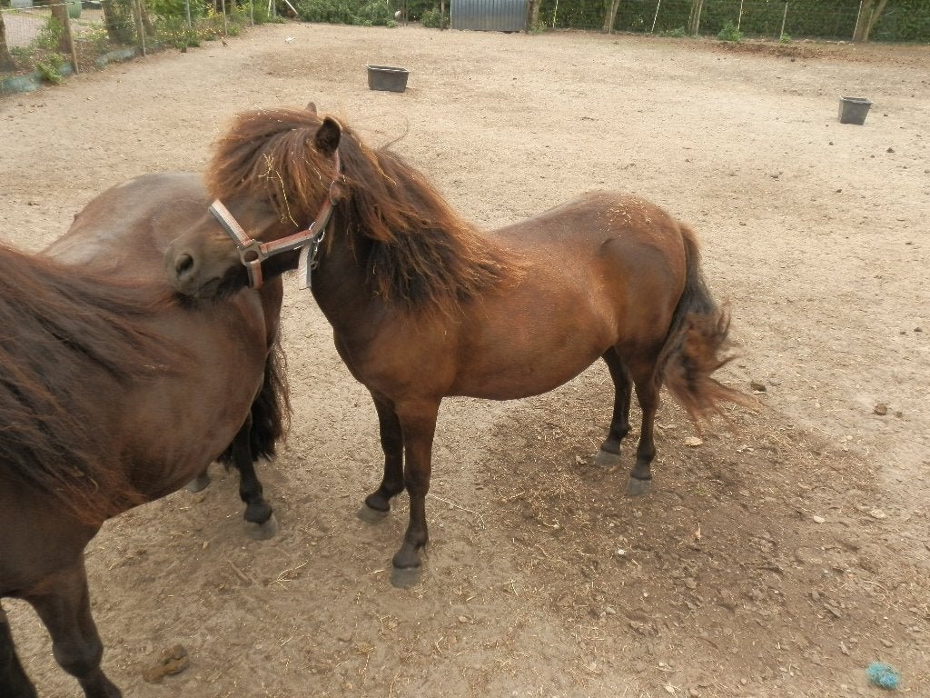 shetland pony merrie, Dieren en Toebehoren, Merrie, Met stamboom, 0 tot 2 jaar, A pony (tot 1.17m)