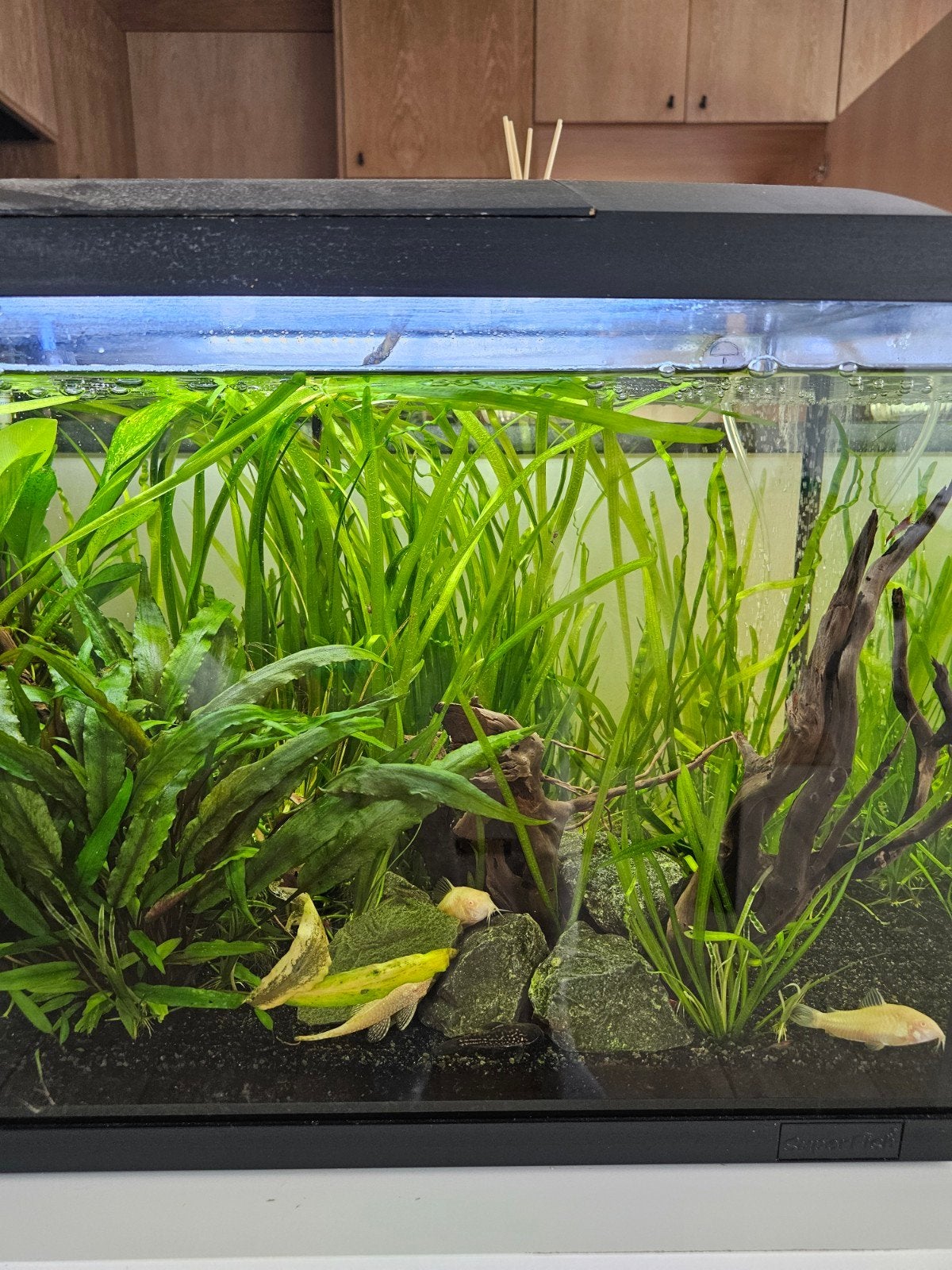 Vallisneria spiralis