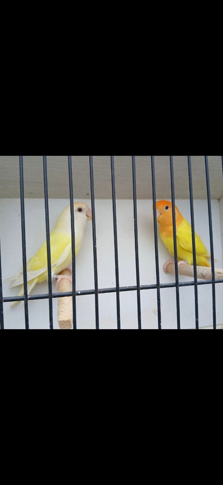 2 couples de roseicolli en période de reproduction, Plusieurs animaux, Perroquet nain ou Inséparable, Bagué