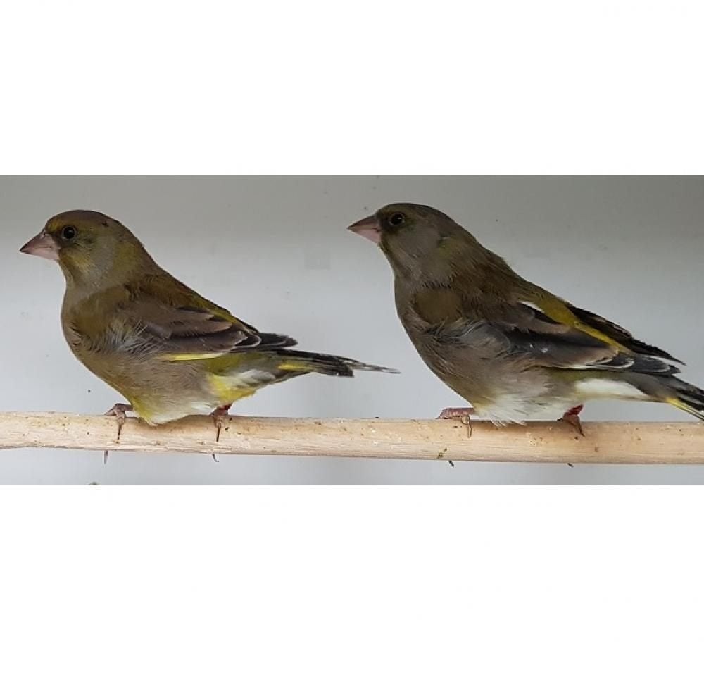 mooi koppel groenlingen, Dieren en Toebehoren