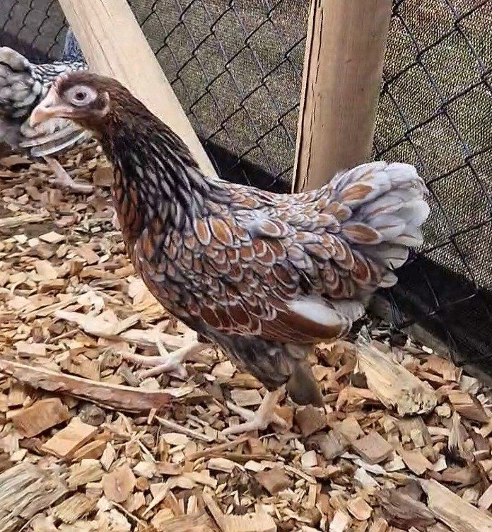 Wyandotte Kriel Hennen️, Dieren en Toebehoren, Pluimvee