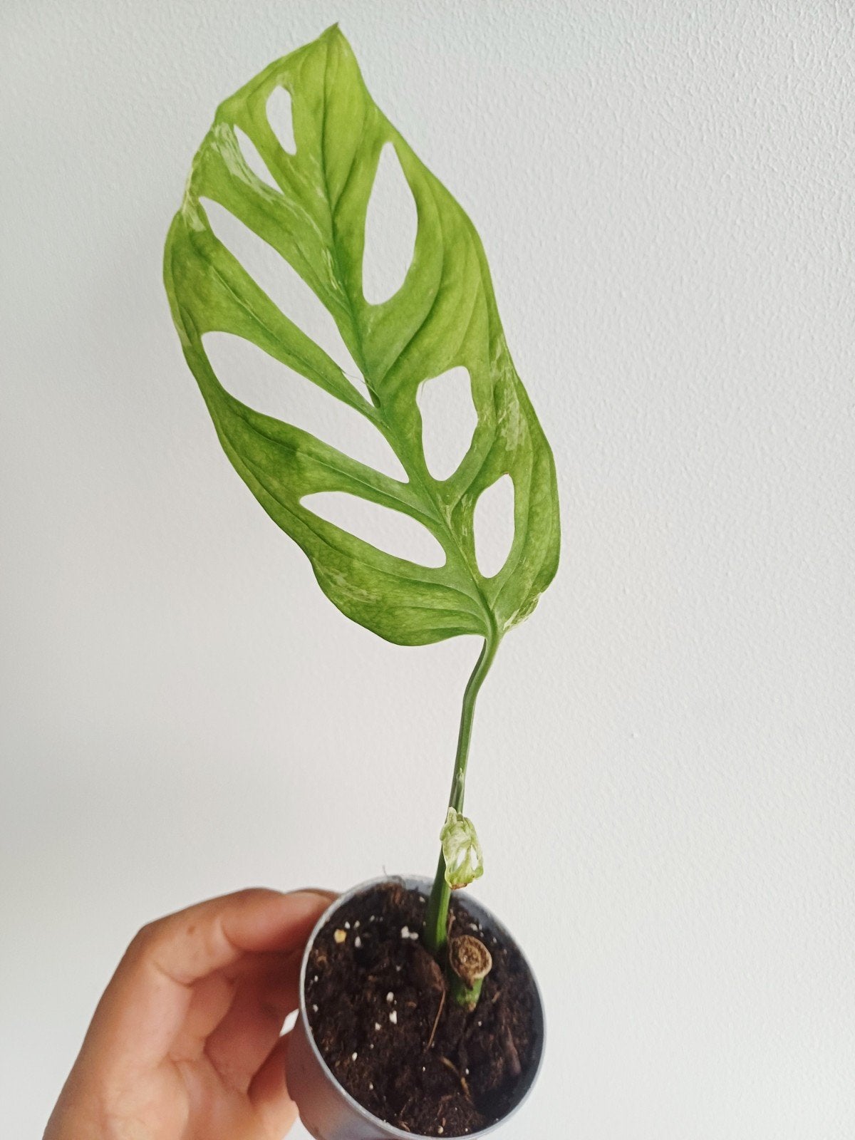 Monstera Adansonii Indonesian Marble, Overige soorten, In pot, Minder dan 100 cm, Groene kamerplant