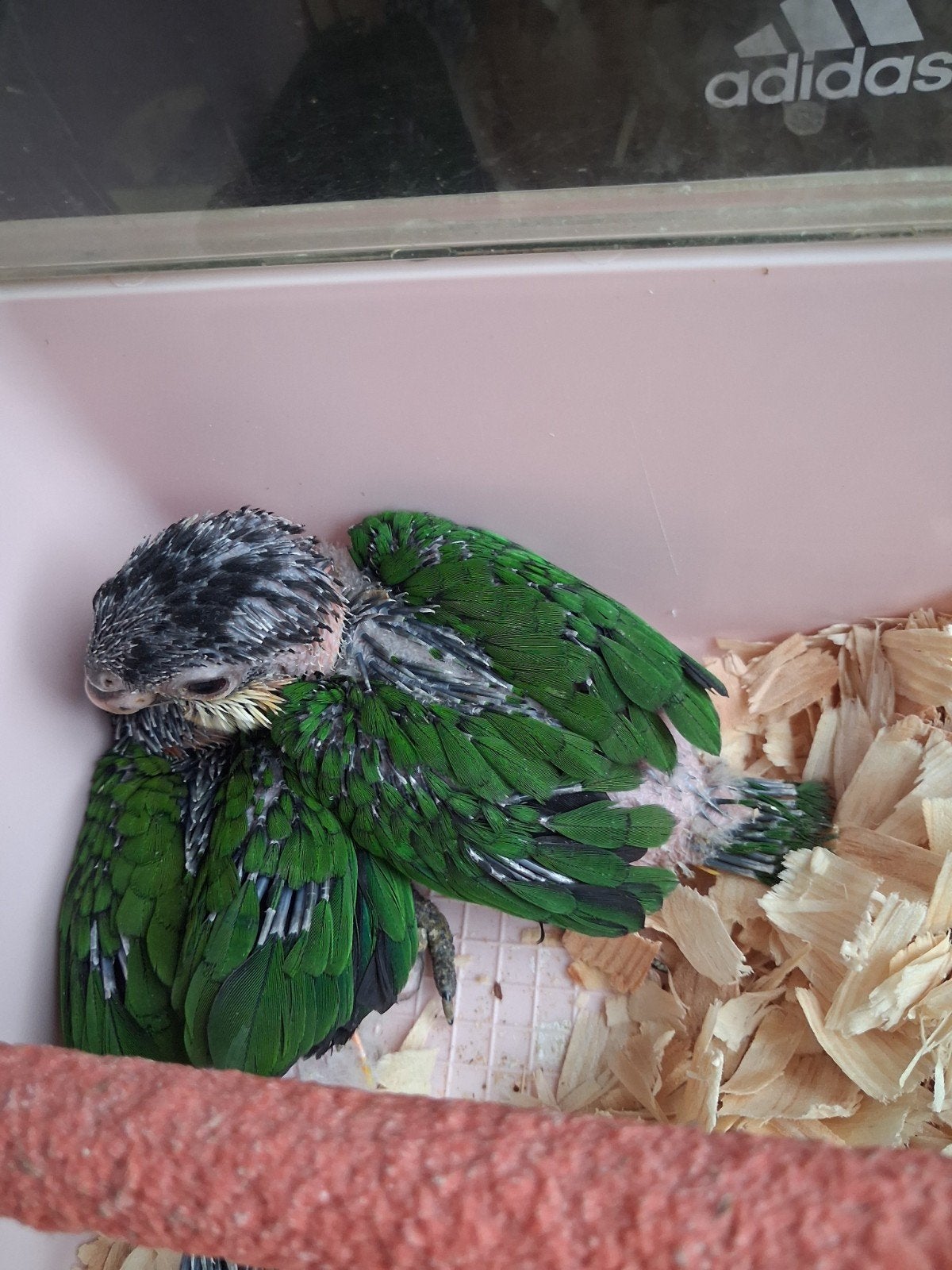 Zwartkop caique's, Dieren en Toebehoren, Geslacht onbekend, Papegaai, Geringd