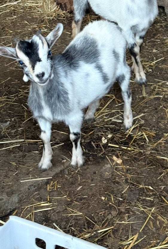 Mieke dwerggeit, Femelle, Chèvre, 0 à 2 ans