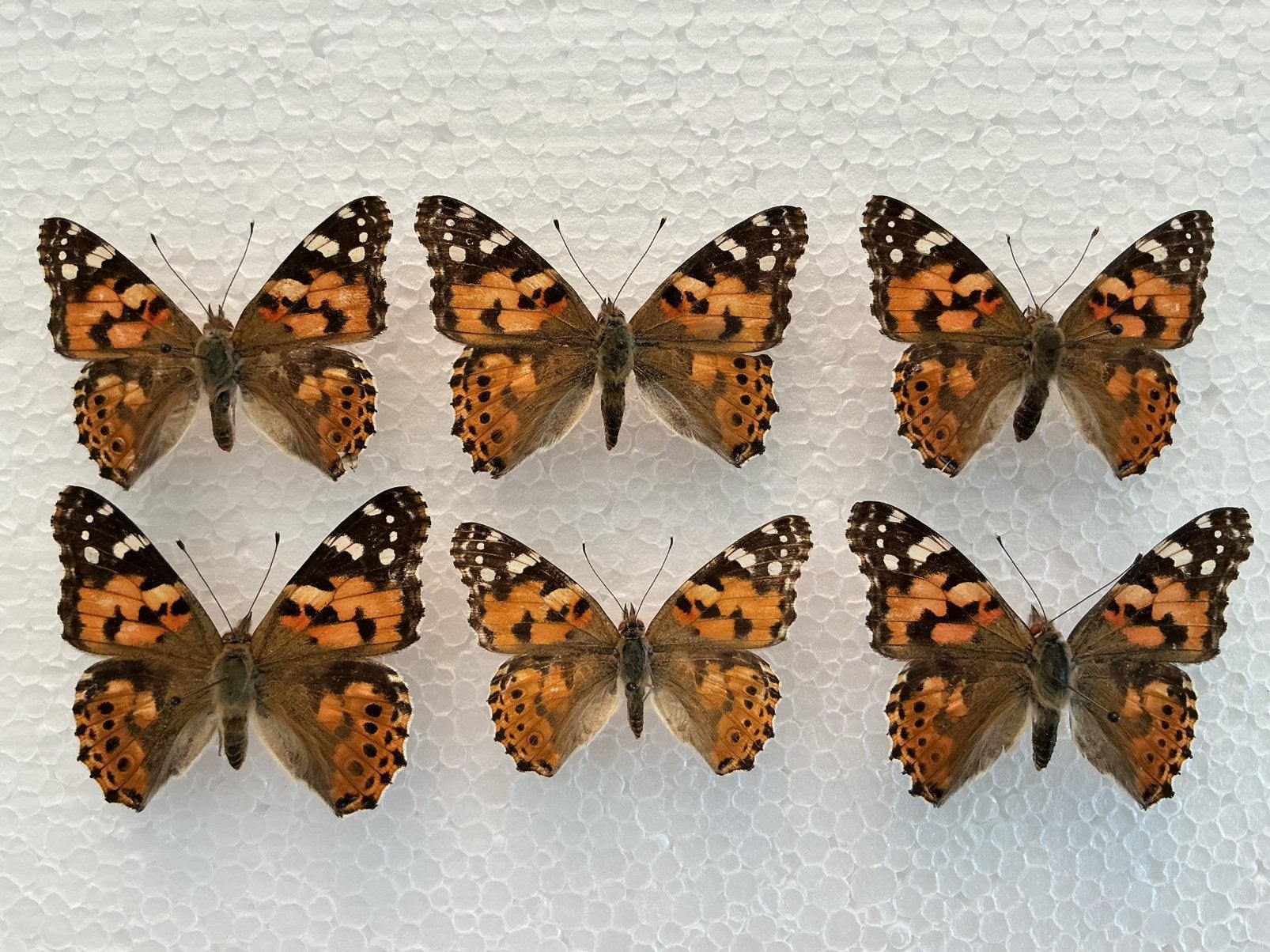 Lot Vanessa cardui varianten, Ophalen, Zo goed als nieuw