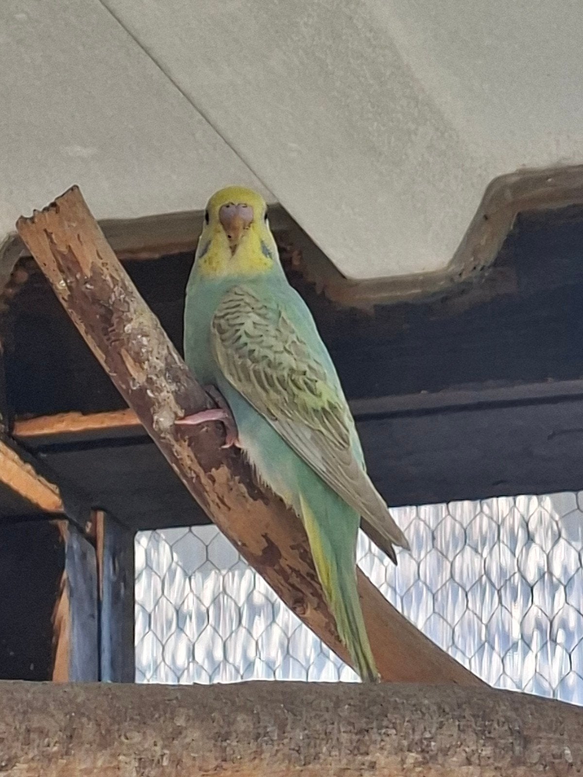 Grasparkieten regenboog en andere kleuren, Dieren en Toebehoren, Vogels | Parkieten en Papegaaien