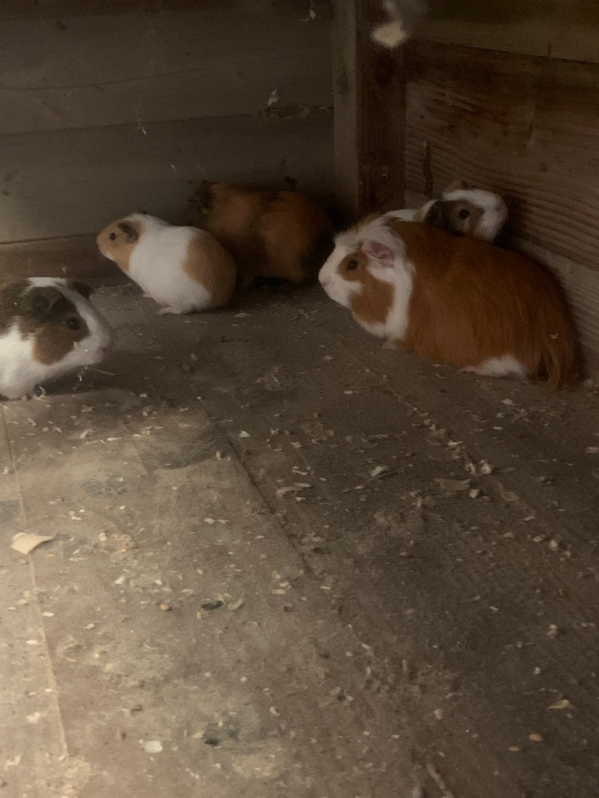 Cavia's, Dieren en Toebehoren, December, Geslacht onbekend