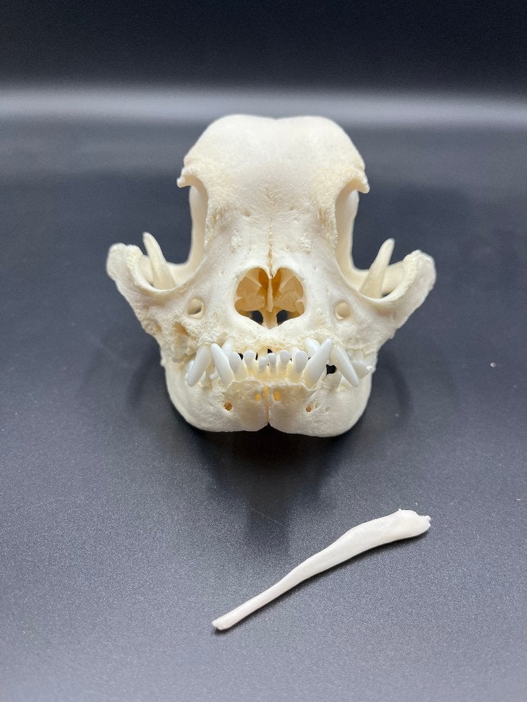 Schedel hond: Franse bulldog, Ophalen of Verzenden, Nieuw, Hond of Kat, Schedel