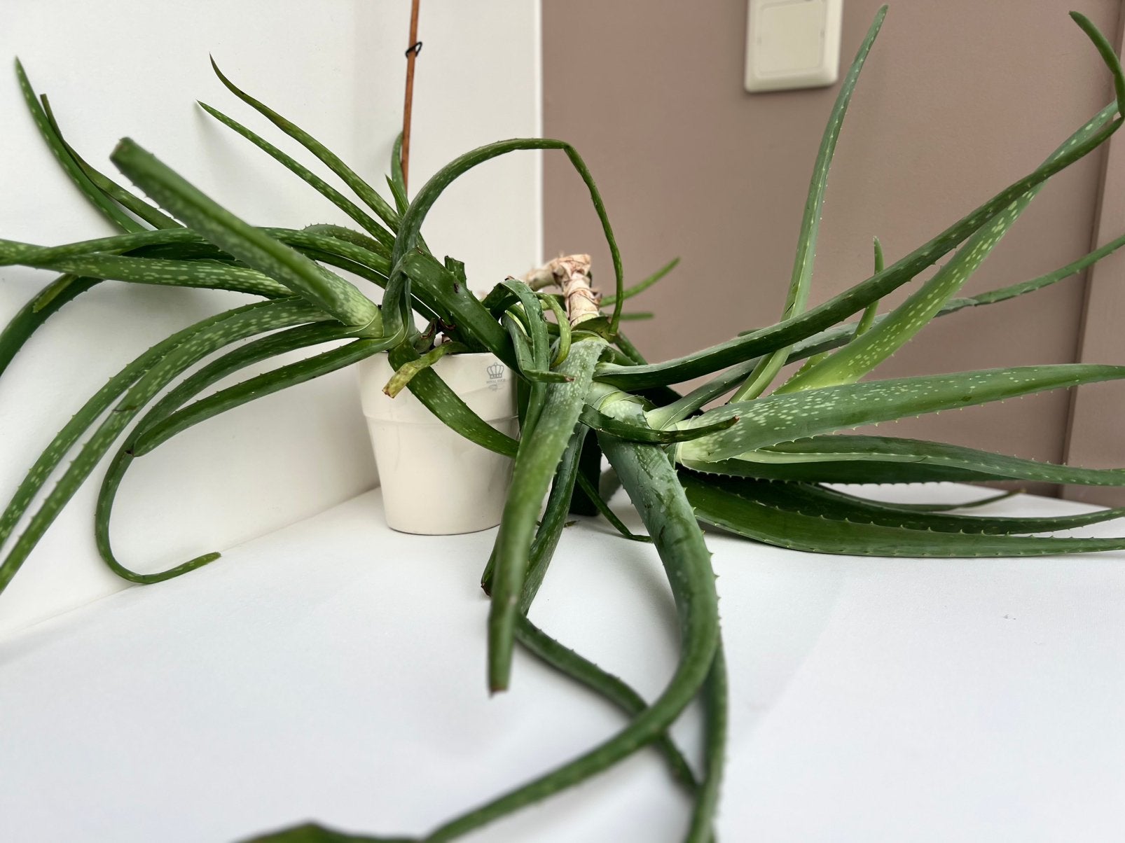 Grande plante Aloe vera, Enlèvement