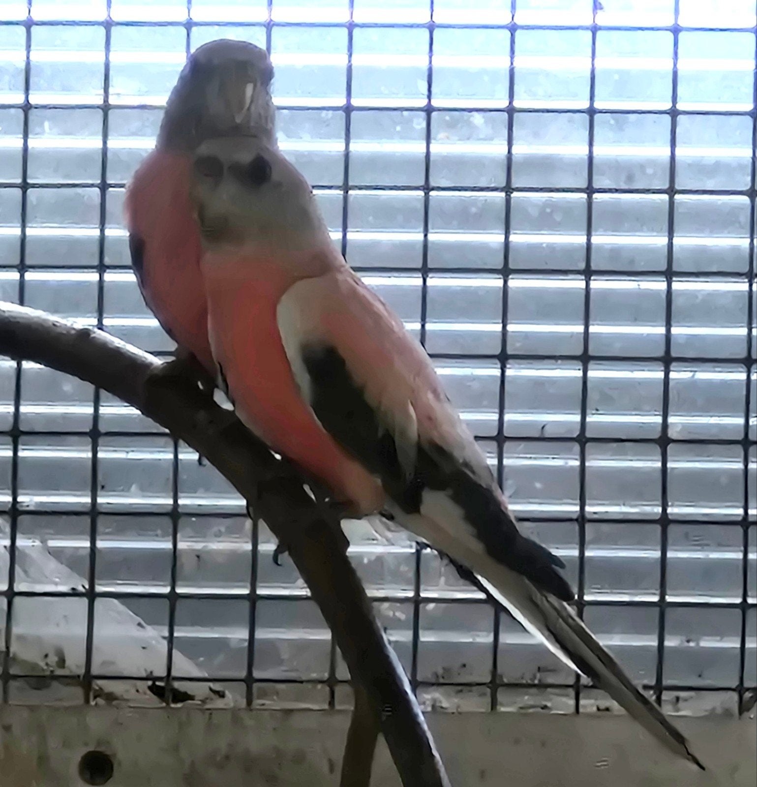 bourke opaline, Femelle, Bagué