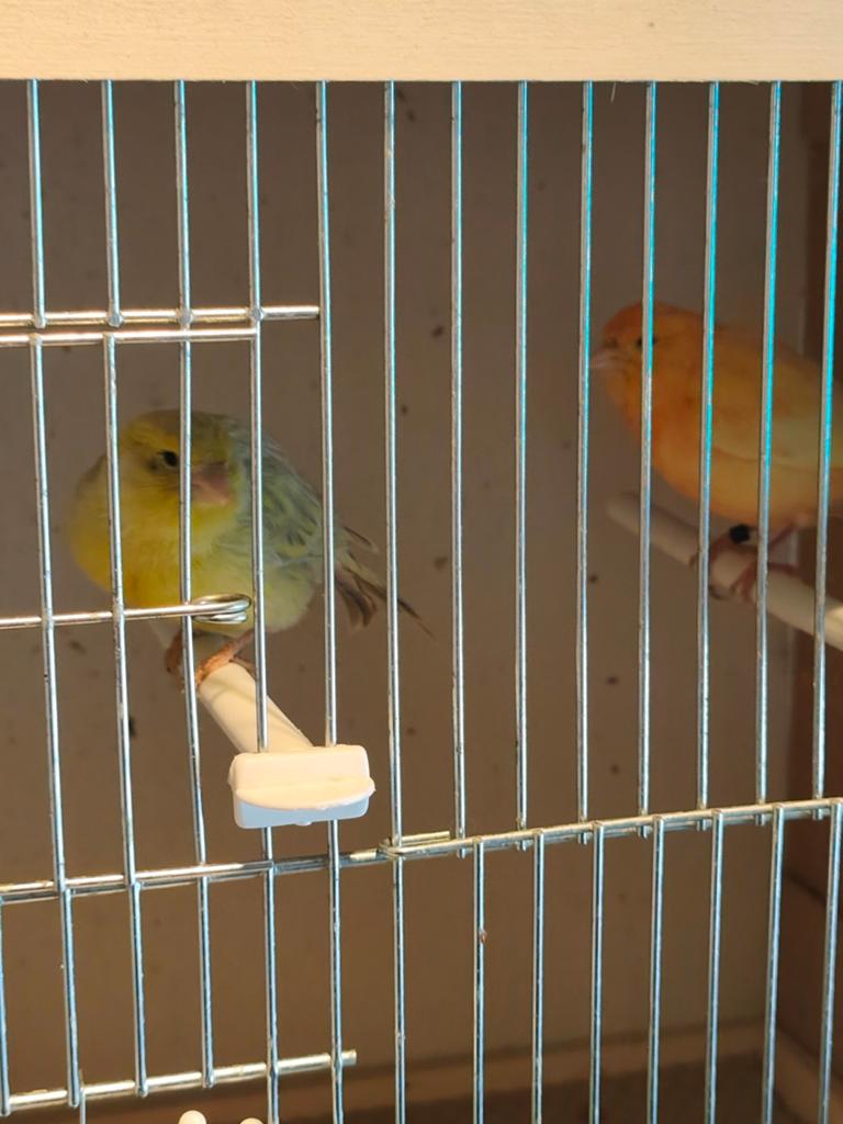 3 paires de canaris, Animaux & Accessoires, Oiseaux | Canaris