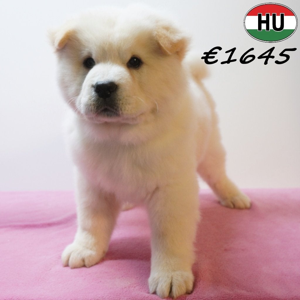 Chow Chow femelle (crème) chiot à vendre, Animaux & Accessoires, Chiens | Huskys, Loulous & Types primitifs, Chienne, Autres races