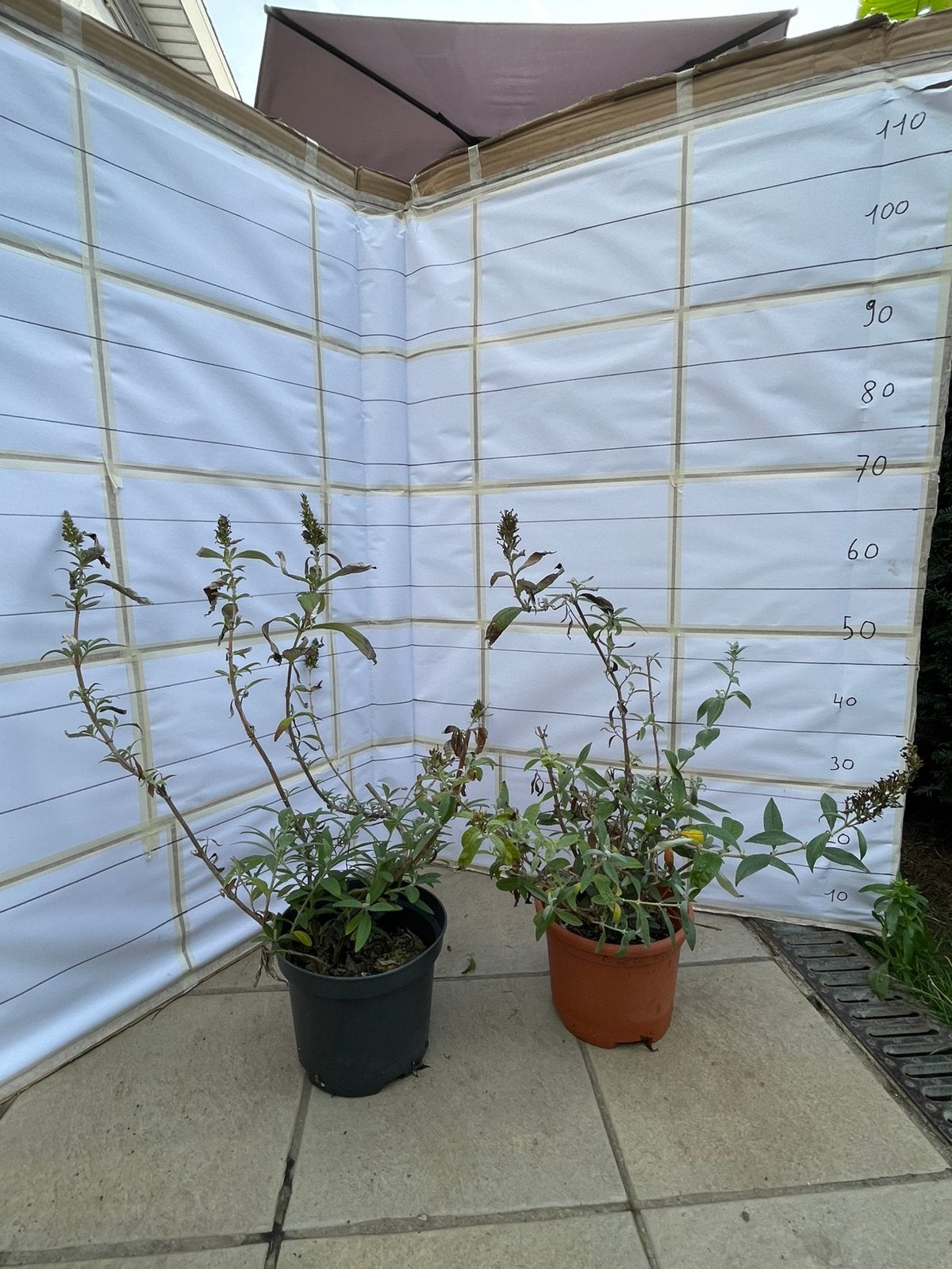 Vlinderstruik, Tuin en Terras, Ophalen