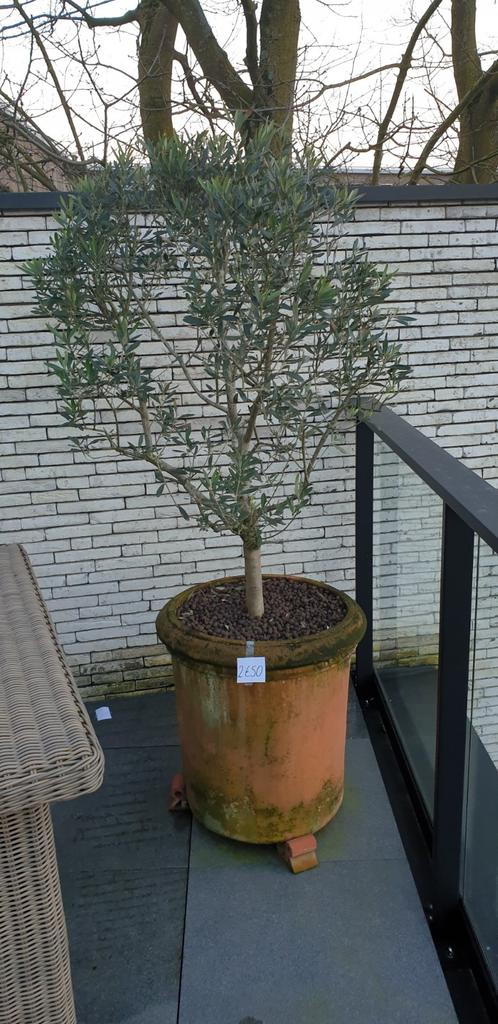 Potplanten olijf, lavendel, Japanse esdoorn,...., Ophalen