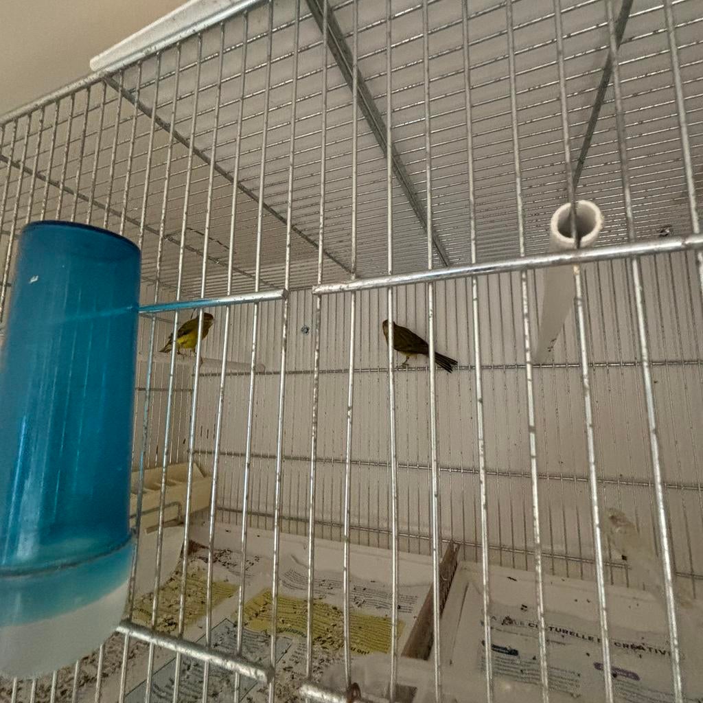 Canaries raza male