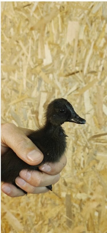Zwarte Indische loopeenden, Meerdere dieren, Eend