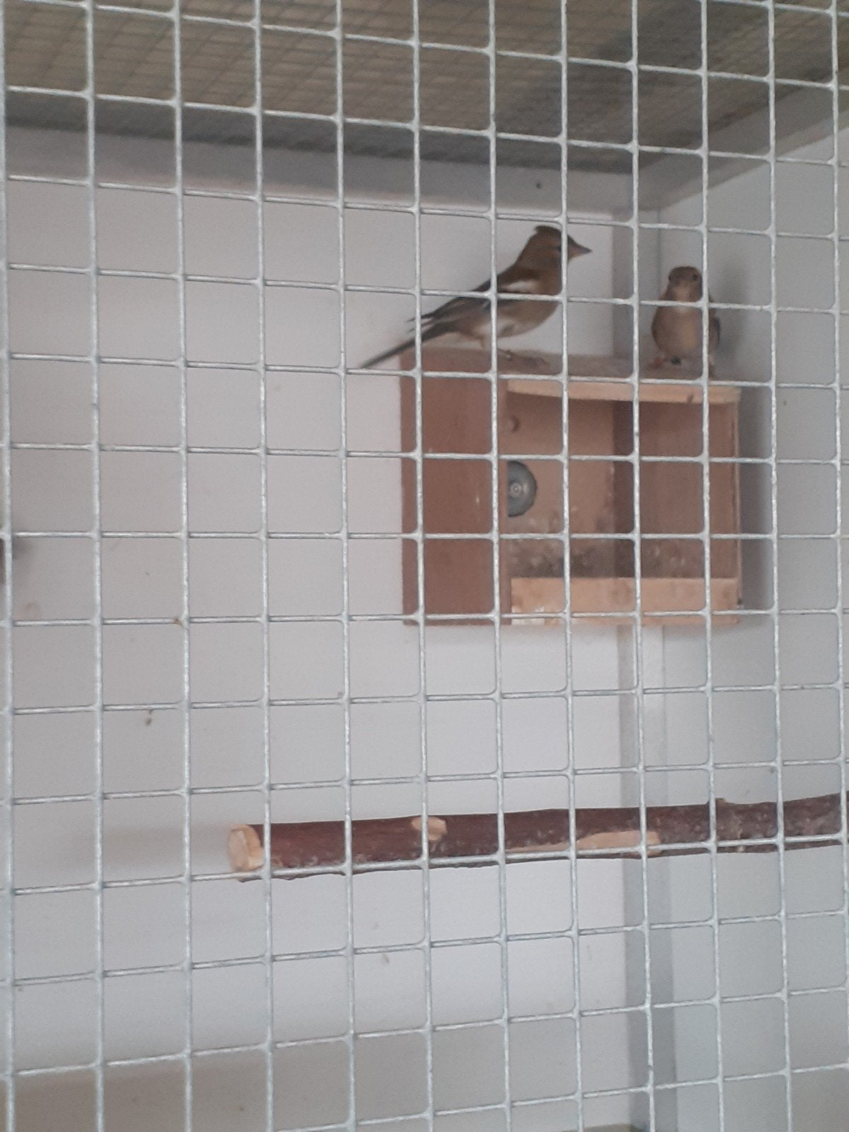te koop jonge vinkepopjes, Dieren en Toebehoren, Ophalen