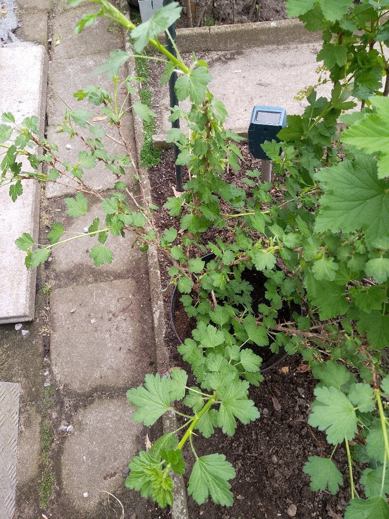 stekelbes, Tuin en Terras, Ophalen, In pot