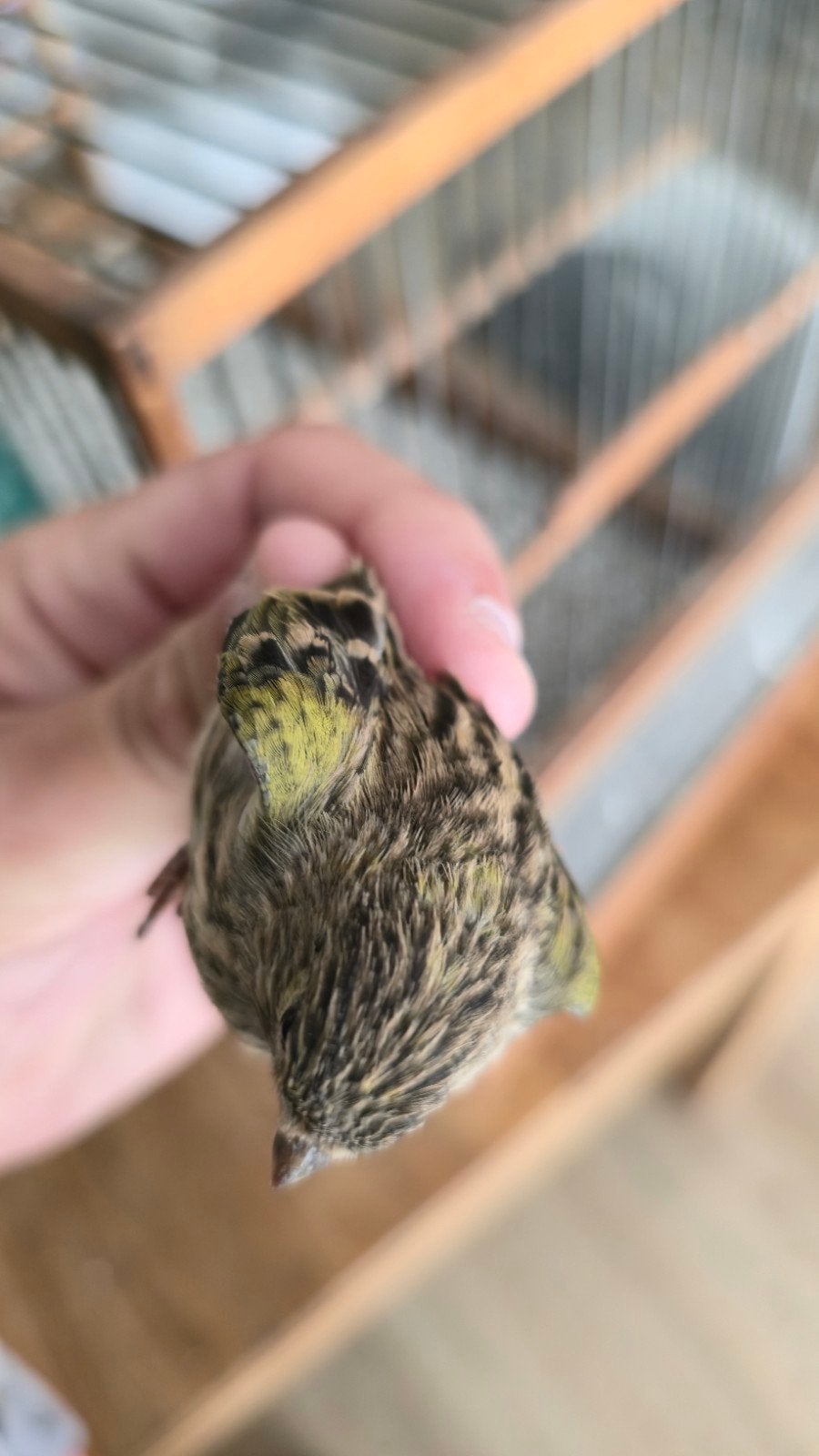 serin cini bagué 2026, Dieren en Toebehoren, Tam
