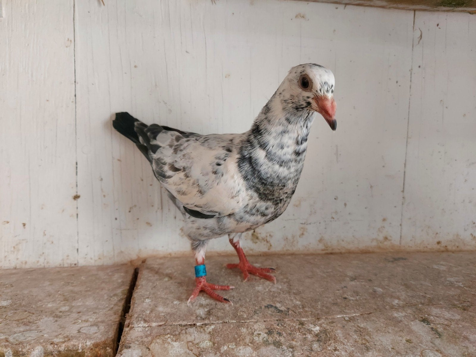 jonge duif 2026, Sexe inconnu, Pigeon voyageur