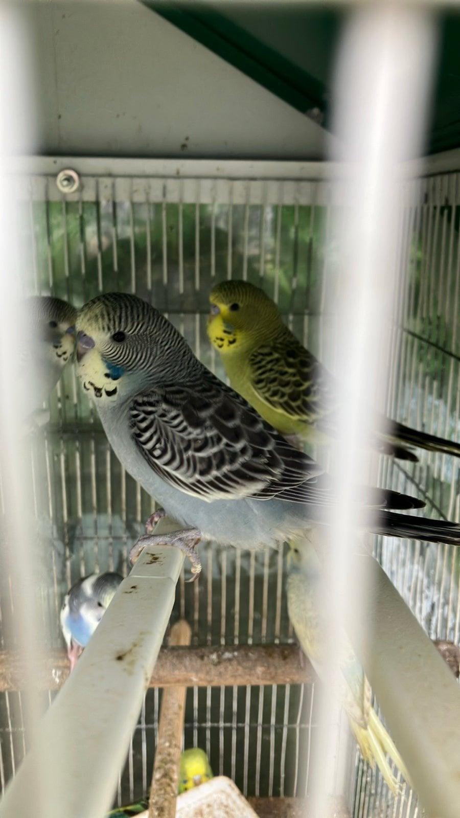 BEWEZEN KWEEKKOPPELS GRASPARKIETEN VANAF 20 EURO/KOPPEL, Plusieurs animaux, Perruche
