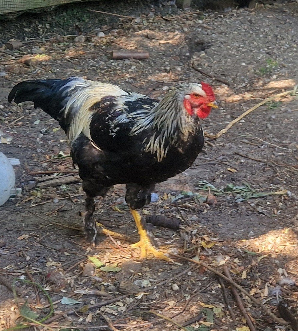 Brahma haan te koop