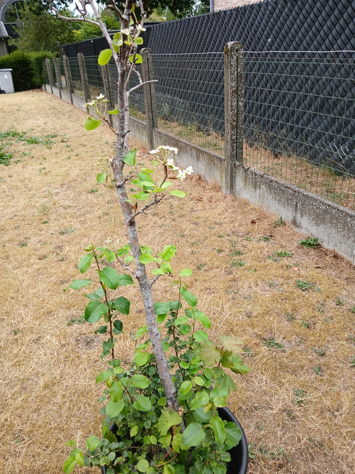 Appelboom, Tuin en Terras, Planten | Struiken en Hagen, Ophalen
