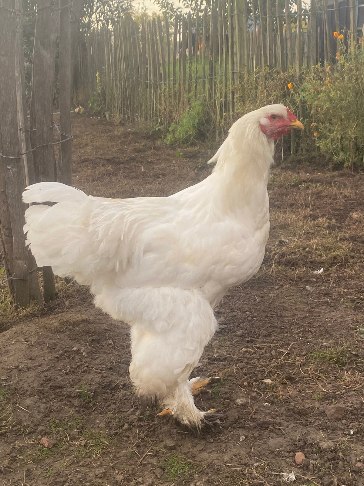 Haan Brahma spierwit