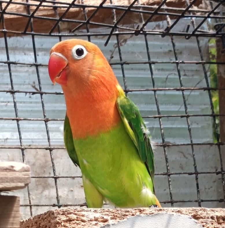 Agaporniden, Dieren en Toebehoren, Vrouwelijk, Dwergpapegaai of Agapornis, Geringd
