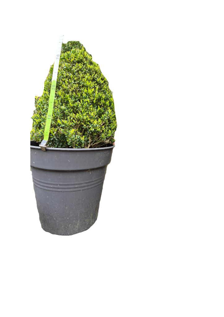 Buxus in pot - 35 cm hoog, Tuin en Terras, Ophalen, Vaste plant, Overige soorten