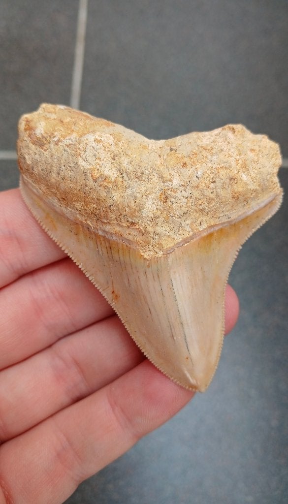 Fossile de dent de requin mégalodon d'Indonésie, Collections, Enlèvement ou Envoi, Fossile