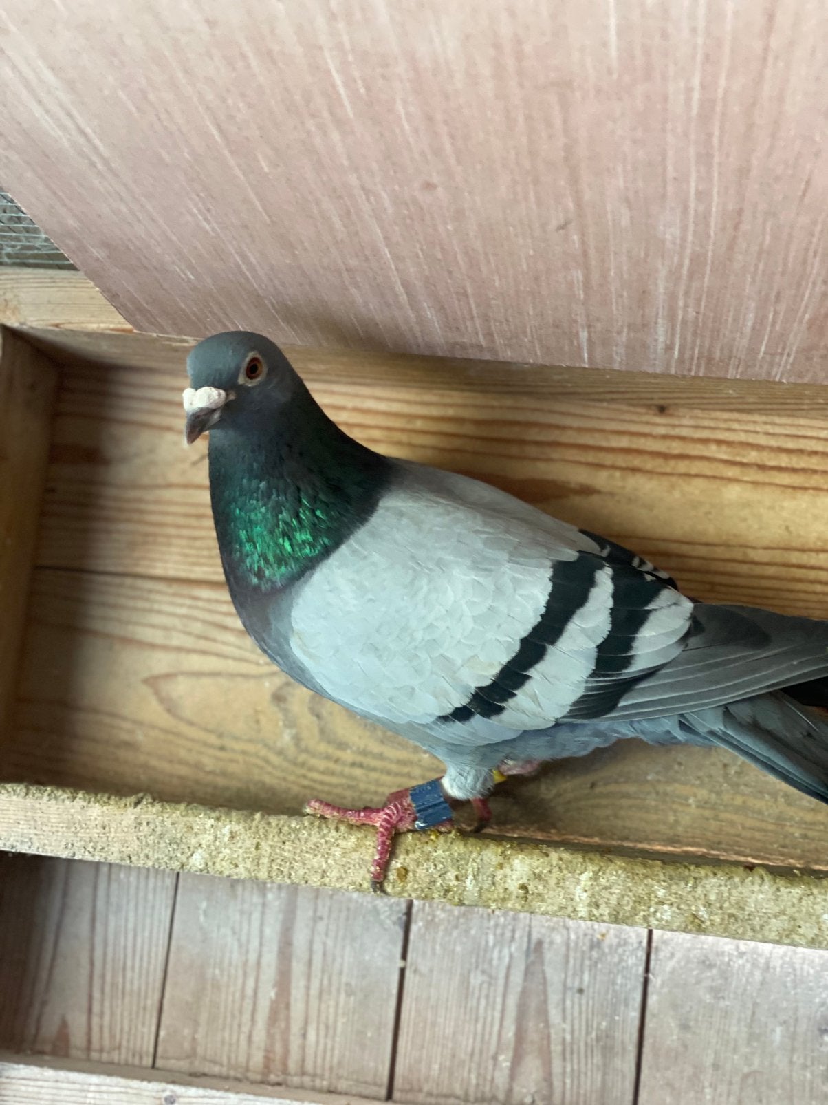 Kwekers met pedegre, Dieren en Toebehoren, Mannelijk, Postduif