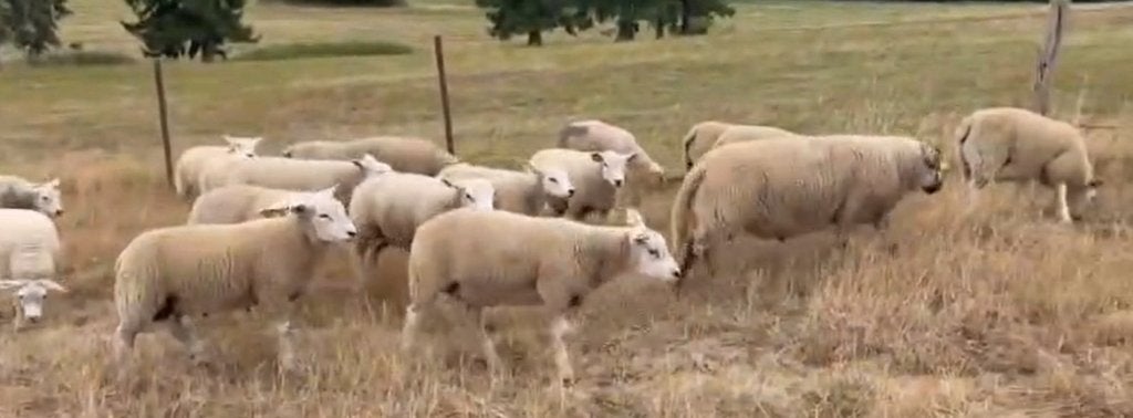Texel Français, Dieren en Toebehoren, Schapen, Geiten en Varkens, Mannelijk, Schaap, 0 tot 2 jaar