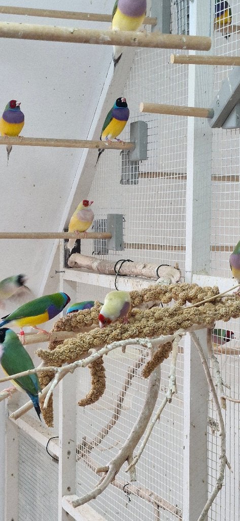 gouldamadine, Dieren en Toebehoren, Meerdere dieren, Tropenvogel