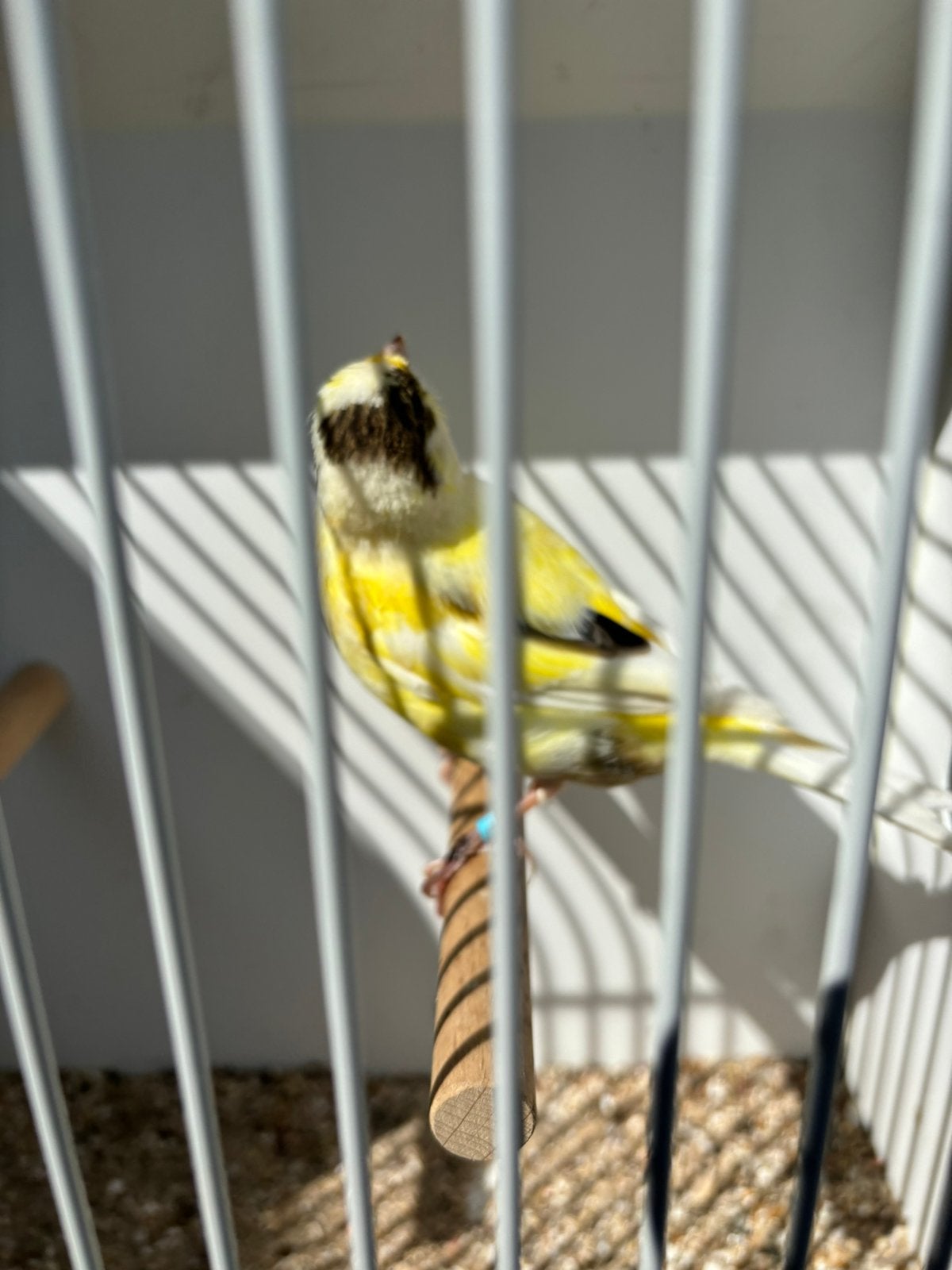 Mooie kanarie poppen, Dieren en Toebehoren