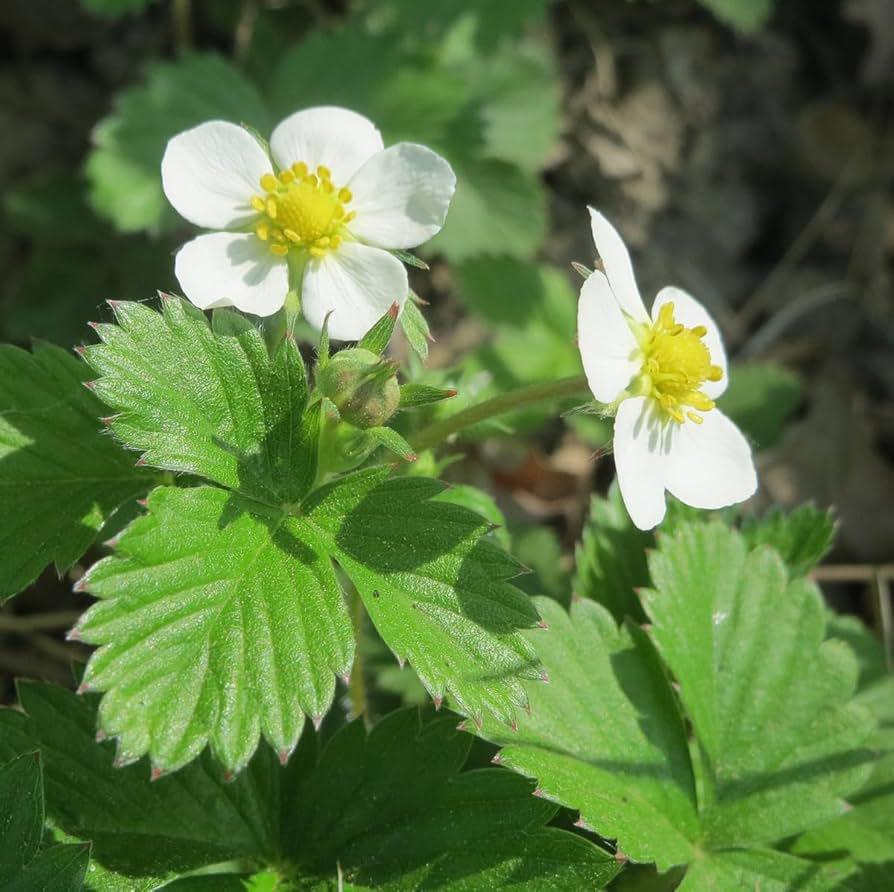 Aardbeiplanten, Tuin en Terras, Planten | Tuinplanten, Ophalen, Volle zon, Vaste plant, Zomer