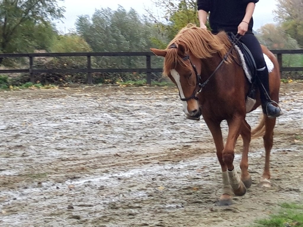 Te koop : lieve allround merrie, Dieren en Toebehoren, Paarden, Merrie, L, 160 tot 165 cm, 11 jaar of ouder, Dressuurpaard, Met stamboom