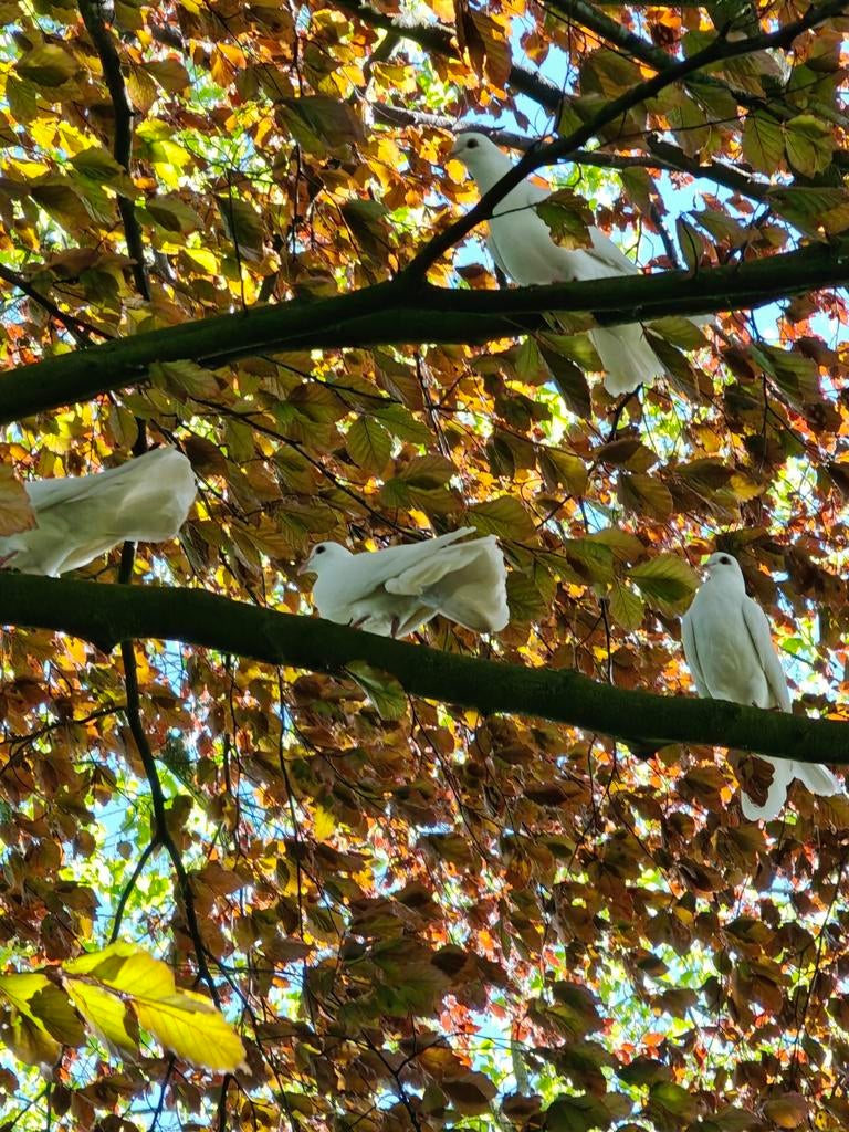 Pauwstaartjes, Dieren en Toebehoren
