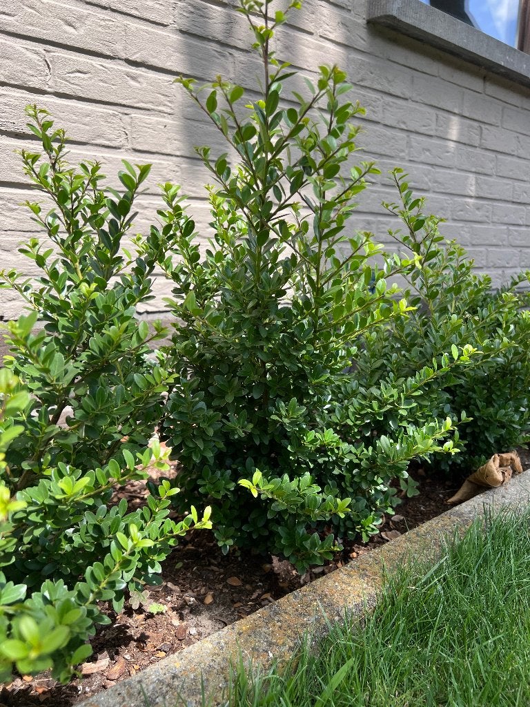Ilex crenata 'vert foncé' - 14 pièces, Enlèvement, Autres espèces, Haie, Moins de 100 cm