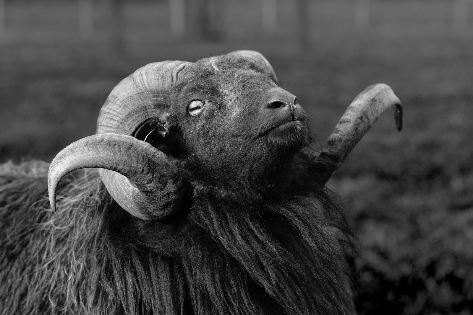 Ouessant, Dieren en Toebehoren, Meerdere dieren, Schaap, 0 tot 2 jaar