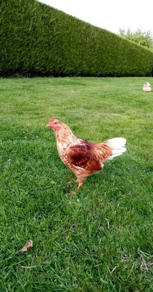 Coq Barnevelder '26, Mâle, Poule ou poulet