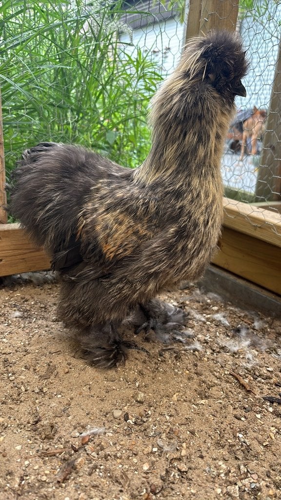 Zijdehoen haantje, Dieren en Toebehoren, Mannelijk, Kip