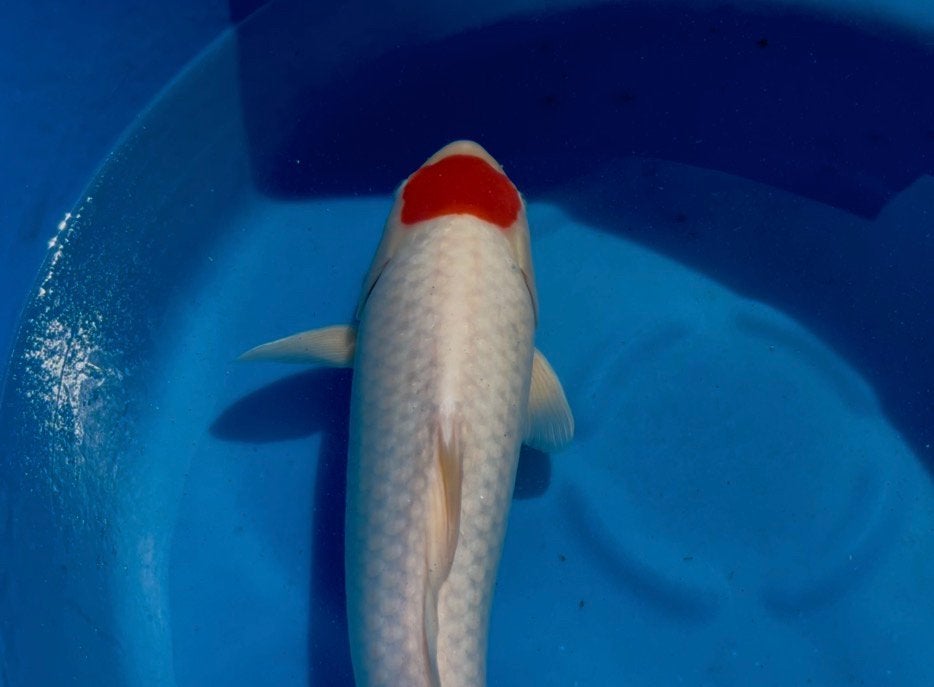 Tancho Hoshikin, Dieren en Toebehoren, Vissen | Vijvervissen, Karper of Koi