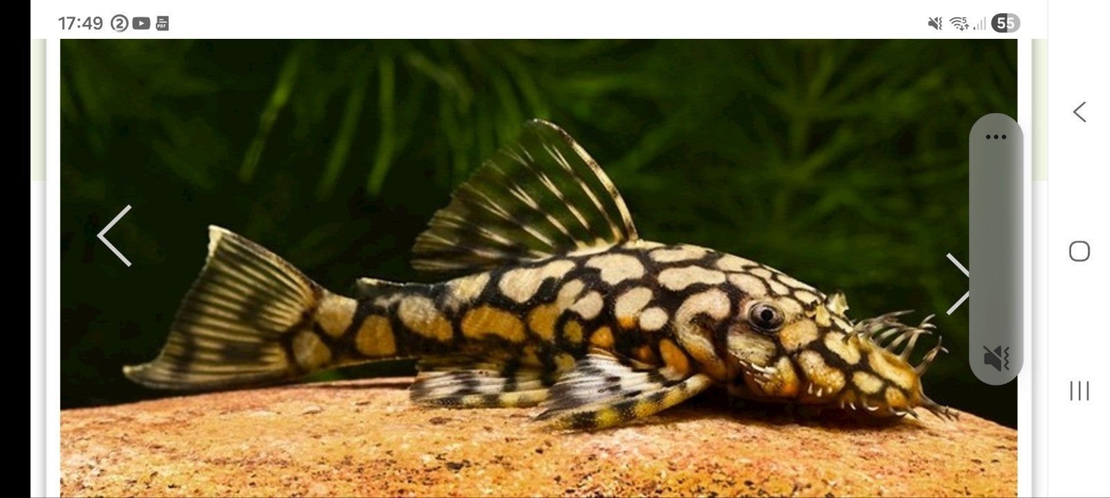 l519 ancistrus pleco algeneter!