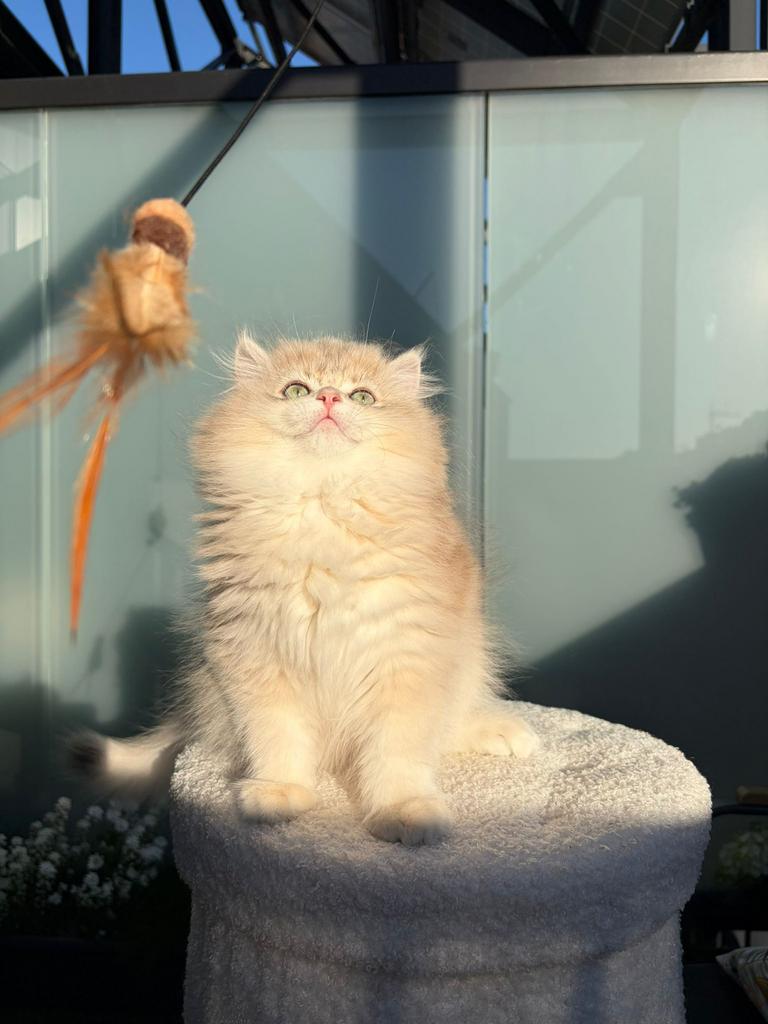 Britse Langhaar Kitten Te Koop, Dieren en Toebehoren, Kater, Met stamboom, 0 tot 2 jaar