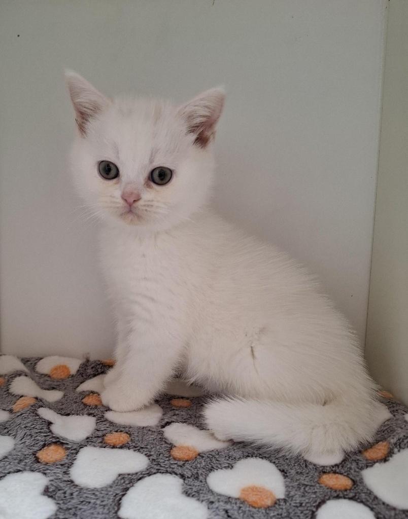 Brits Korthaar Kittens, Plusieurs animaux, Avec pedigree, 0 à 2 ans
