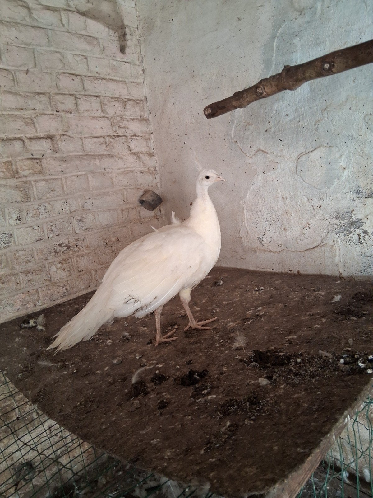 Paons blancs 2026, Animaux & Accessoires