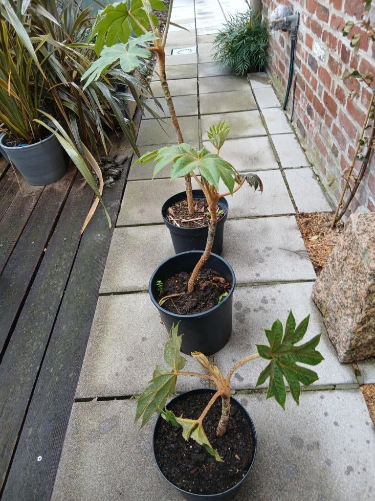 Tetrapanax papyrifera Steroidal Giant- 3 maten, Tuin en Terras, Volle zon, Vaste plant, Herfst, Ophalen
